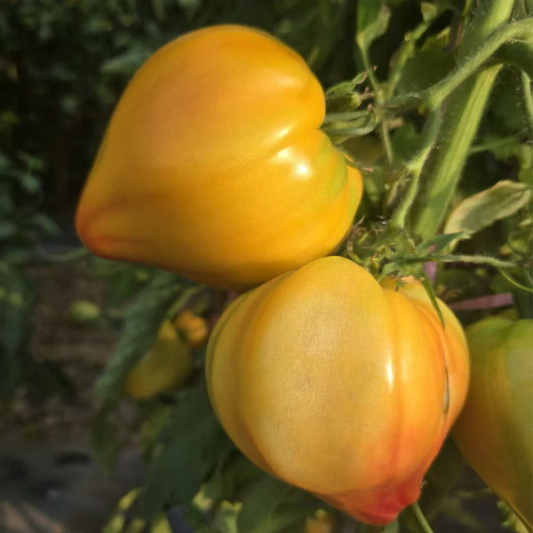 Fairy Rainbow Tomato, 5 Seeds