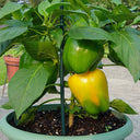 Yellow Lantern Sweet Pepper Seeds, 100 Seeds
