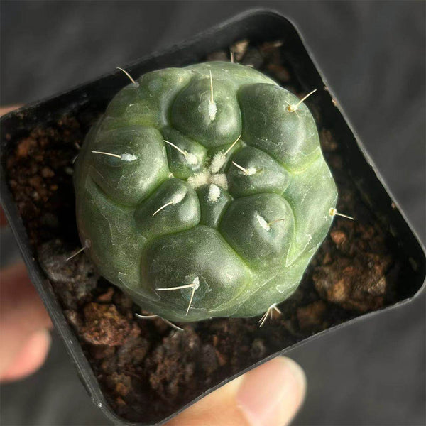 Coryphantha elephantidens cv. Inermis Live Cactus