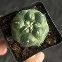 Coryphantha elephantidens cv. Inermis Live Cactus