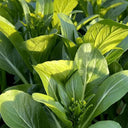 Sijiu Yellow-leaf Choy Sum Seeds, 20g