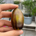 Atomic Fusion Tomato, 5 Seeds
