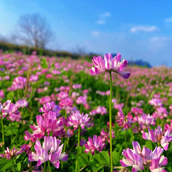 Chinese Milkvetch, 150 Coated Seeds