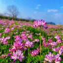 Chinese Milkvetch, 150 Coated Seeds