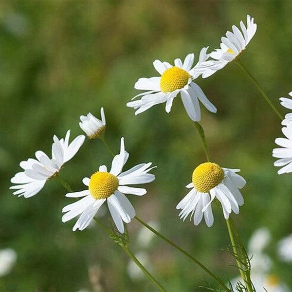 German Chamomile, 5000 Seeds