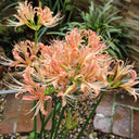 Lycoris 'Champagne', 1 Bulb