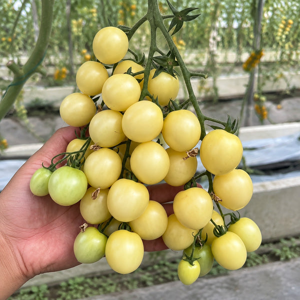 W1310 Yueluxiang F1 White Cherry Tomato, 5 Seeds