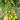 619 Green Envy F1 Tomato, 5 Seeds