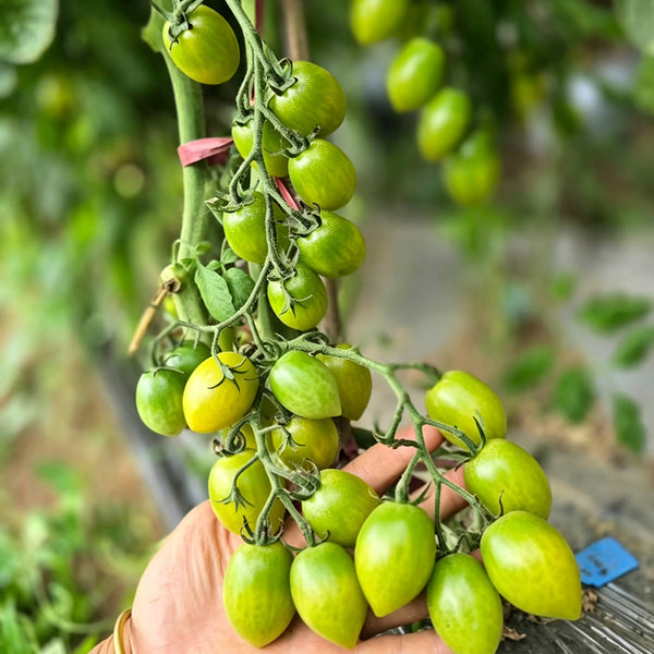 619 Green Envy F1 Tomato, 5 Seeds