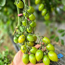 619 Green Envy F1 Tomato, 5 Seeds
