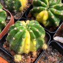 Echinopsis subdenudata Variegata Live Cactus