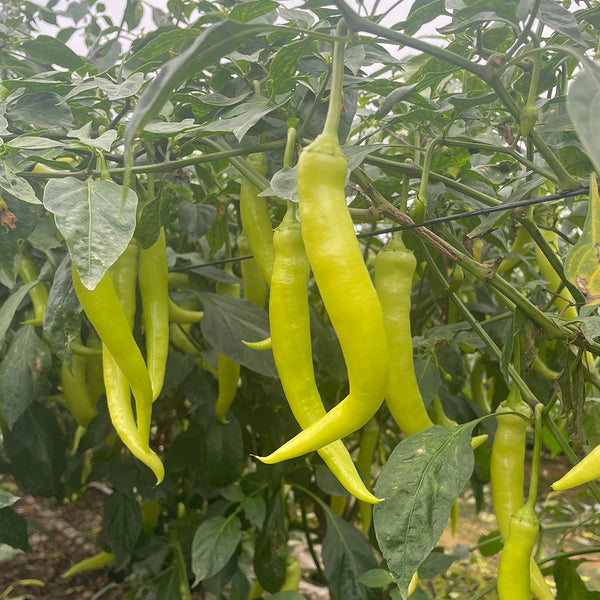 Yellow Beauty Pepper Seeds, 0.3g