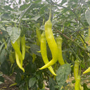 Yellow Beauty Pepper Seeds, 0.3g