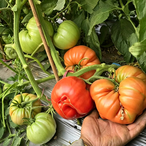 866 Cygnus Giant Tomato, 5 Seeds