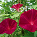 Red Queen Morning Glory, 3 Seeds