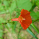 W956 Orange-Red Roundleaf Morning Glory, 20 Seeds