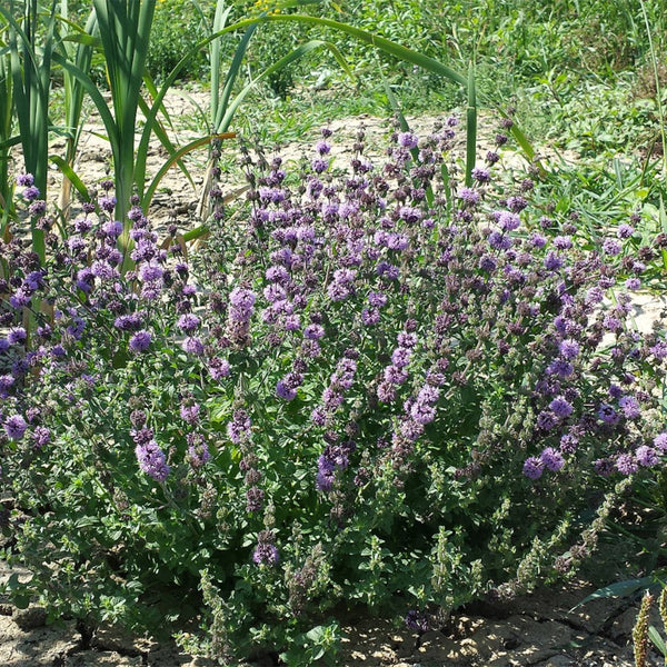 Pennyroyal Mint, 1000 Seeds