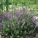 Pennyroyal Mint, 1000 Seeds