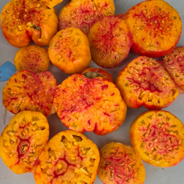 819 Yellow Marble Tomato, 5 Seeds