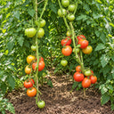 514 Shpynell Tomato, 5 Seeds