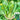 Green Tender Sweet Choy Sum Seeds, 20g