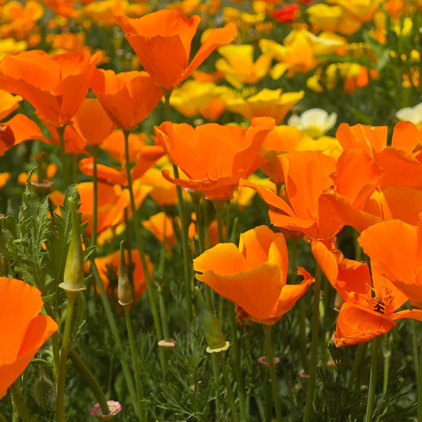 Mixed Colour California Poppy Seeds, 1g