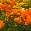 Mixed Colour California Poppy Seeds, 1g