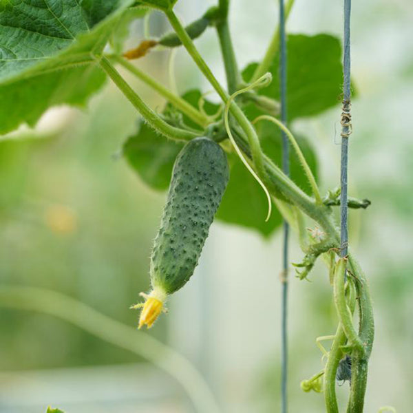 Russian Masha Fruit Cucumber, 20 Seeds