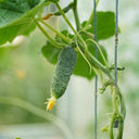 Russian Masha Fruit Cucumber, 20 Seeds