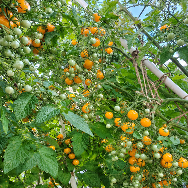 61 Mille Fleurs Tomato, 5 Seeds