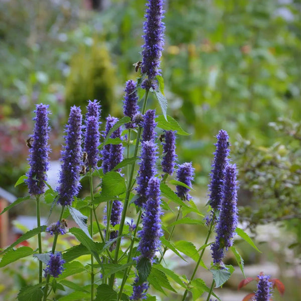 Korean mint (Agastache rugosa) Seeds, 300 Seeds