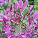 Purple Spider Flower Seeds, 200 Seeds