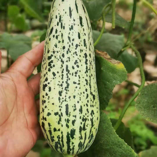 Golden Honey Crisp Melon, 20 Seeds