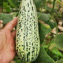 Golden Honey Crisp Melon, 20 Seeds