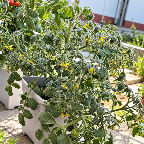 132 Fuzzy Wuzzy Tomato, 5 Seeds