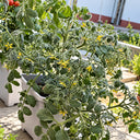 132 Fuzzy Wuzzy Tomato, 5 Seeds