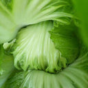 'Selected Dapingpu 818' Mustard Greens Seeds, 10g
