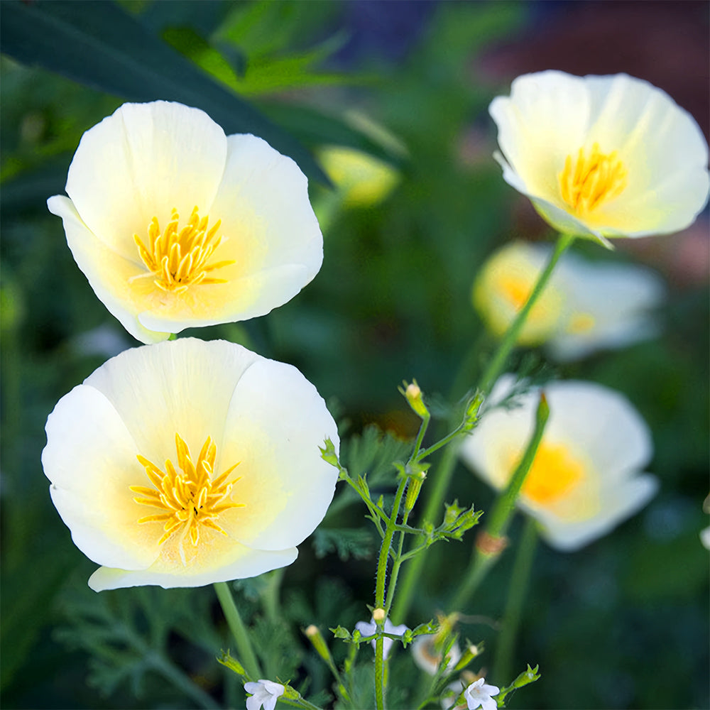 Eschscholzia californica Seeds