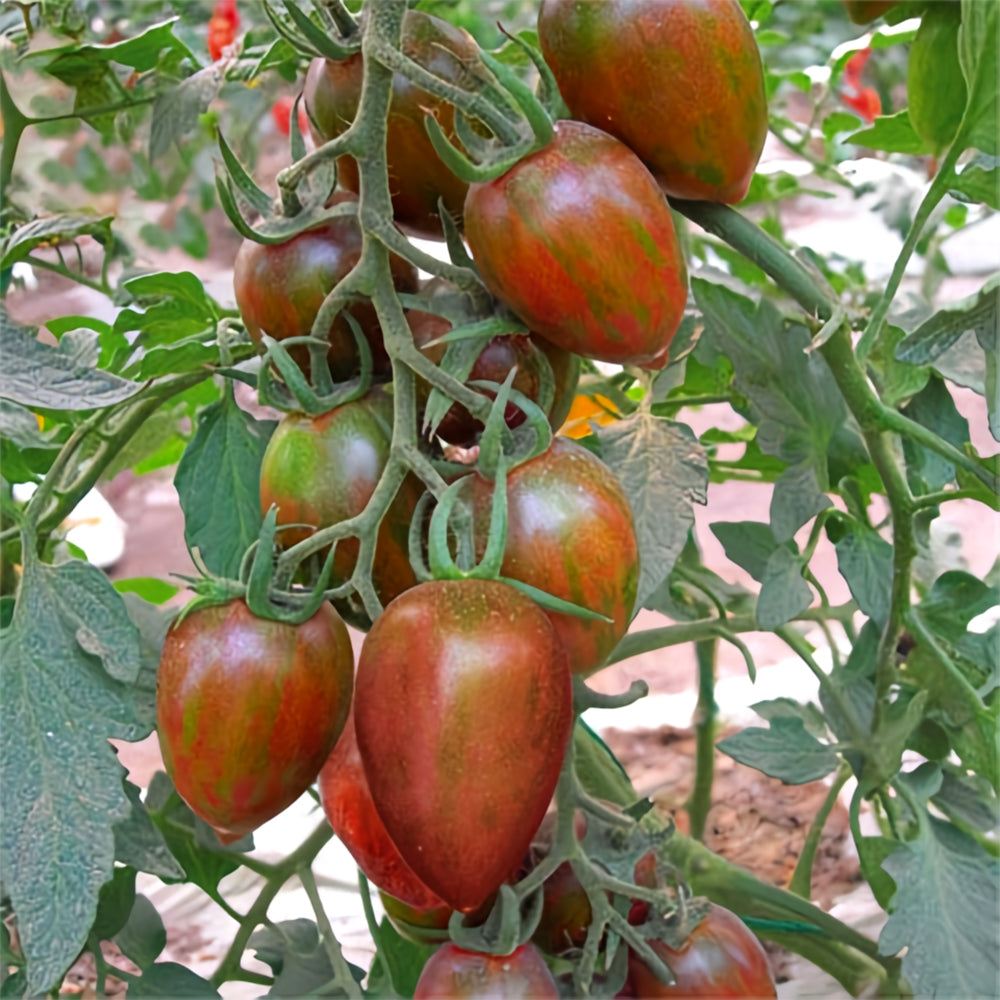 'Strawberry' Tomato Seeds