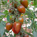 'Strawberry' Tomato Seeds