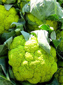 Cauliflower, Colourful Varieties
