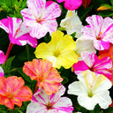 Four O'clock Flower (Mirabilis jalapa) Seeds