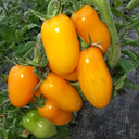 'Radiant Gold' Yellow Tomato Seeds