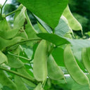 Early-maturing No.1 Hyacinth Bean Seeds, 10g