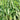 Willow Leaf Water Spinach Seeds, 10 Grams ≈ 250 Seeds