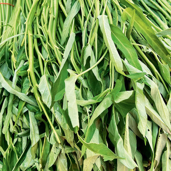Willow Leaf Water Spinach Seeds, 10 Grams ≈ 250 Seeds