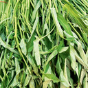 Willow Leaf Water Spinach Seeds, 10 Grams ≈ 250 Seeds