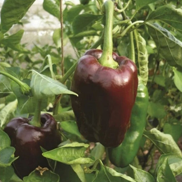 Coffee Fruit Sweet Pepper, 50 Seeds