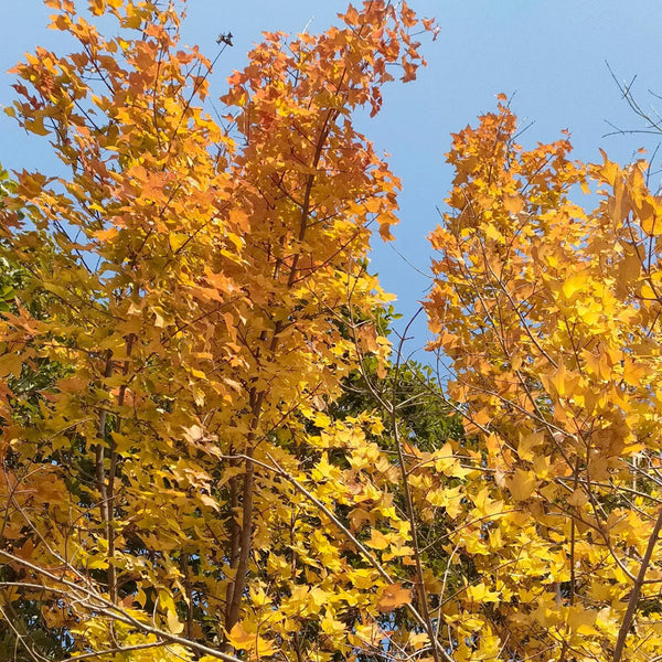 Trident Maple Tree, 100 Seeds