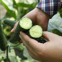 'Fuyang No.2' F1 Cucumber Seeds, 25g